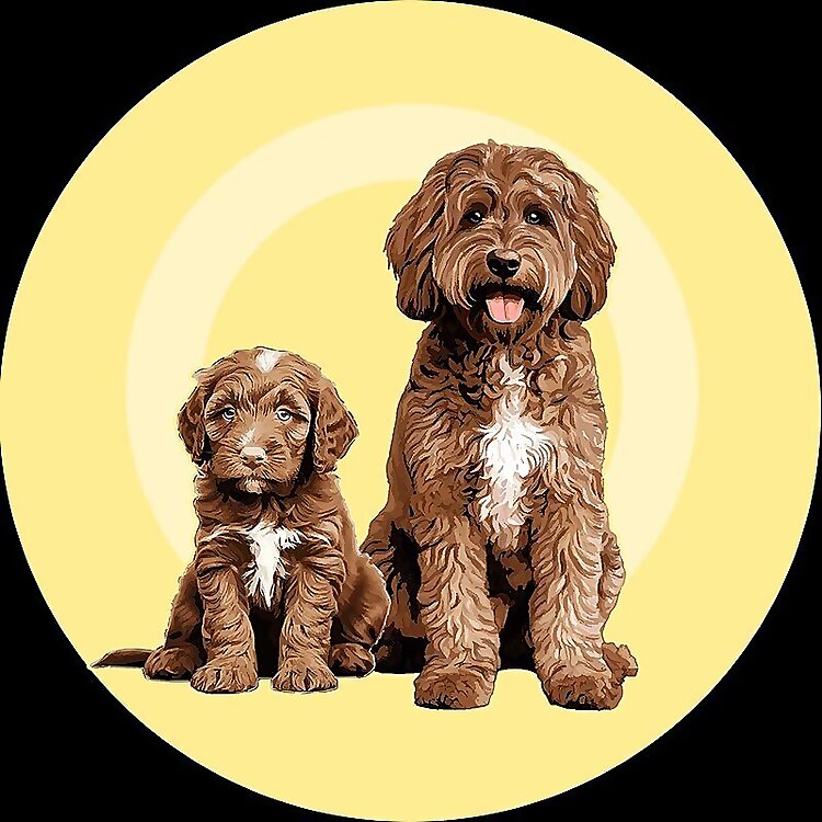 Adorable Labradoodle