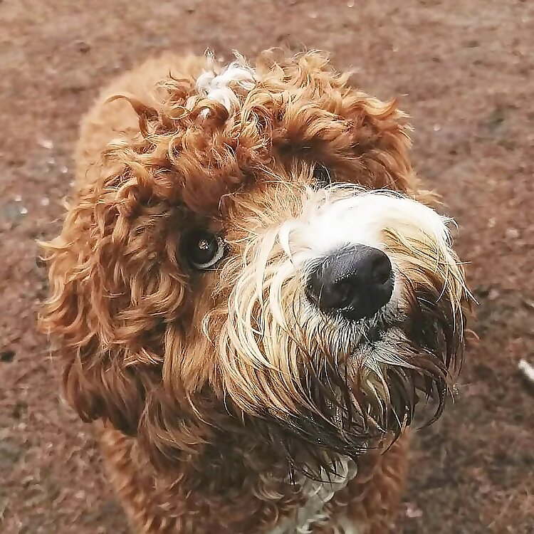 Woof 