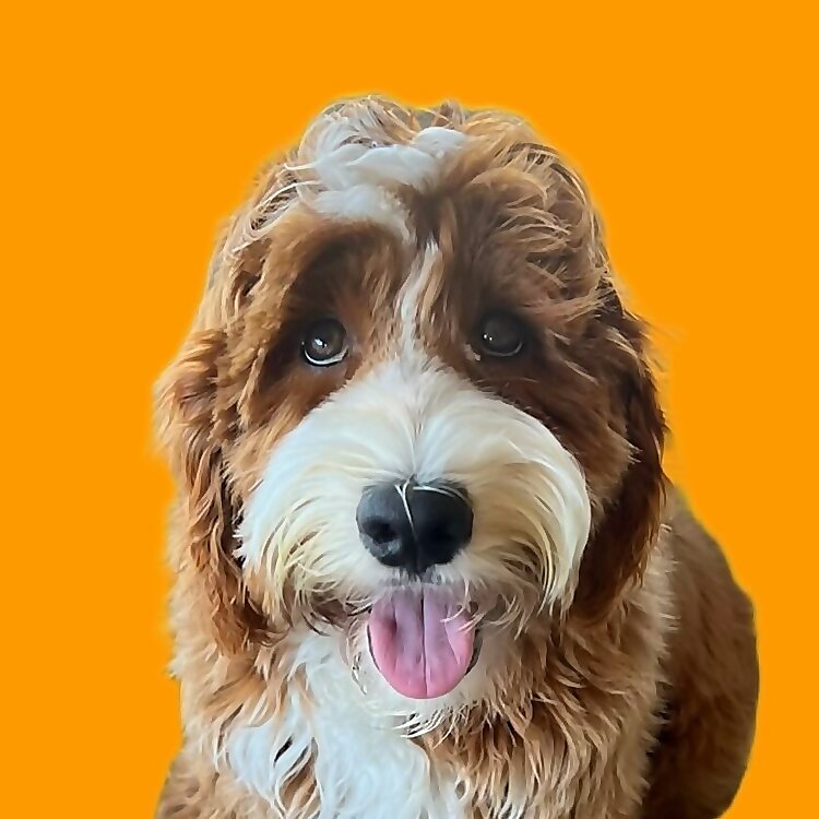 Rye