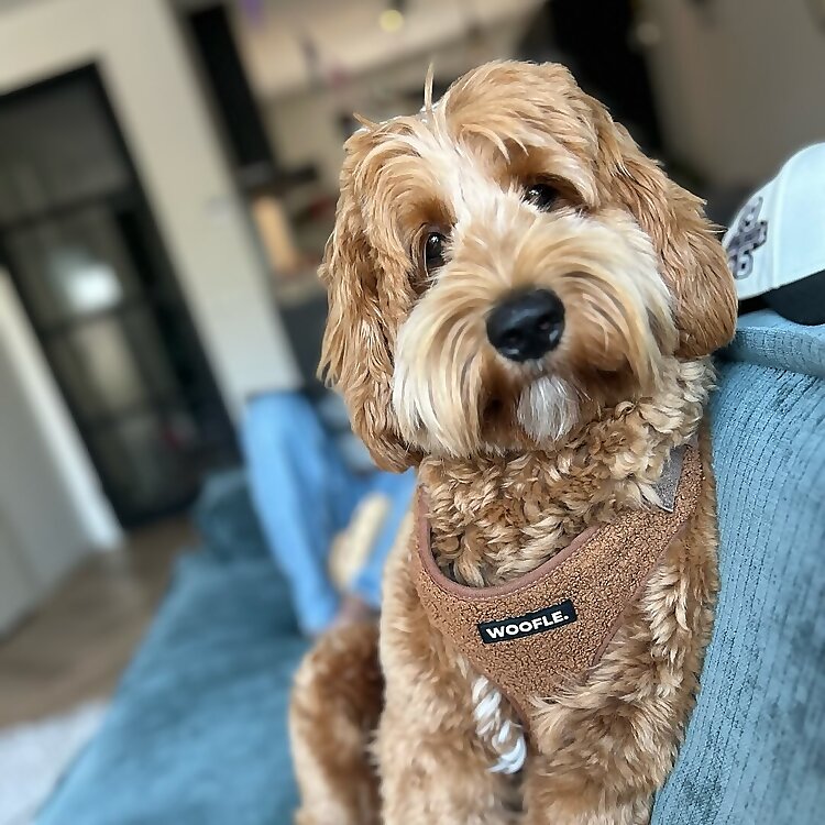 Labradoodle Jax