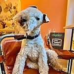 Bertie Lakeland