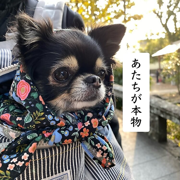 Kiki