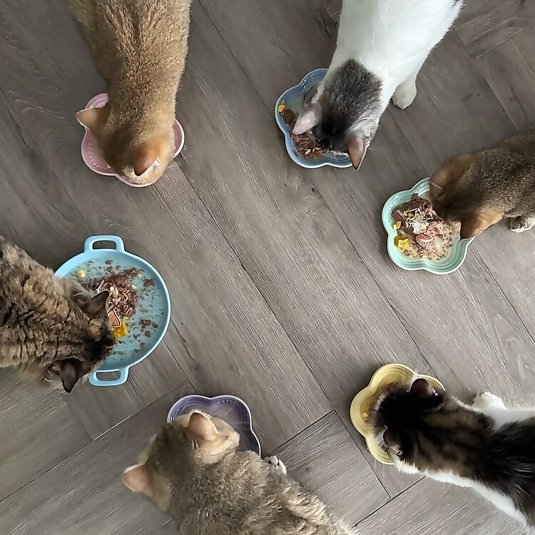 The Yayoin Family