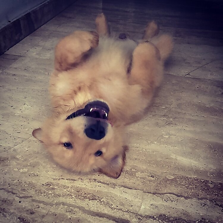Kai