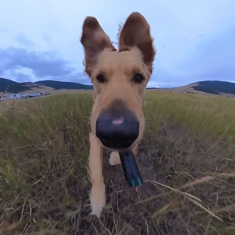 Willy