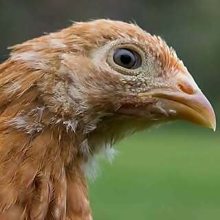 Ourfeatherfriends