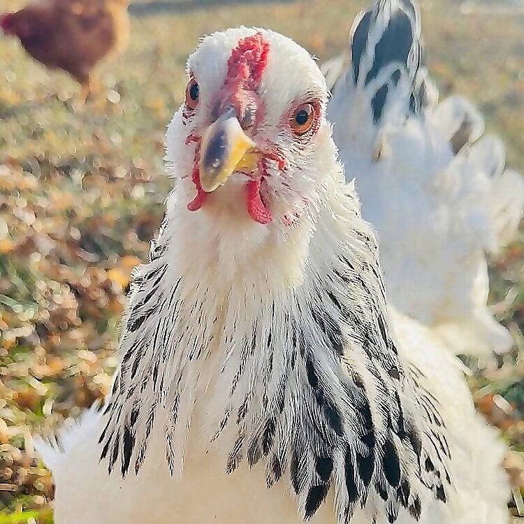 My Sweet Hens