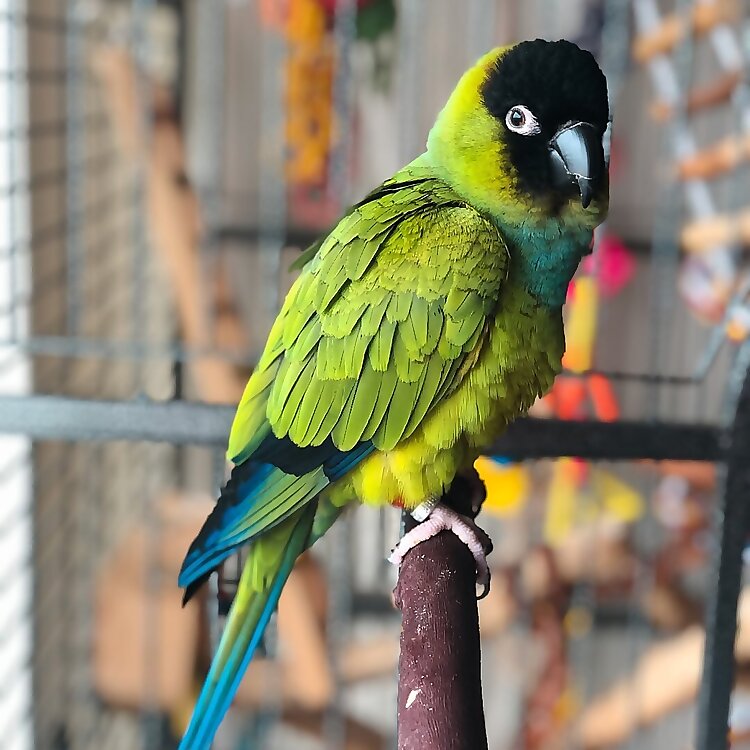 Aurora the Parrot