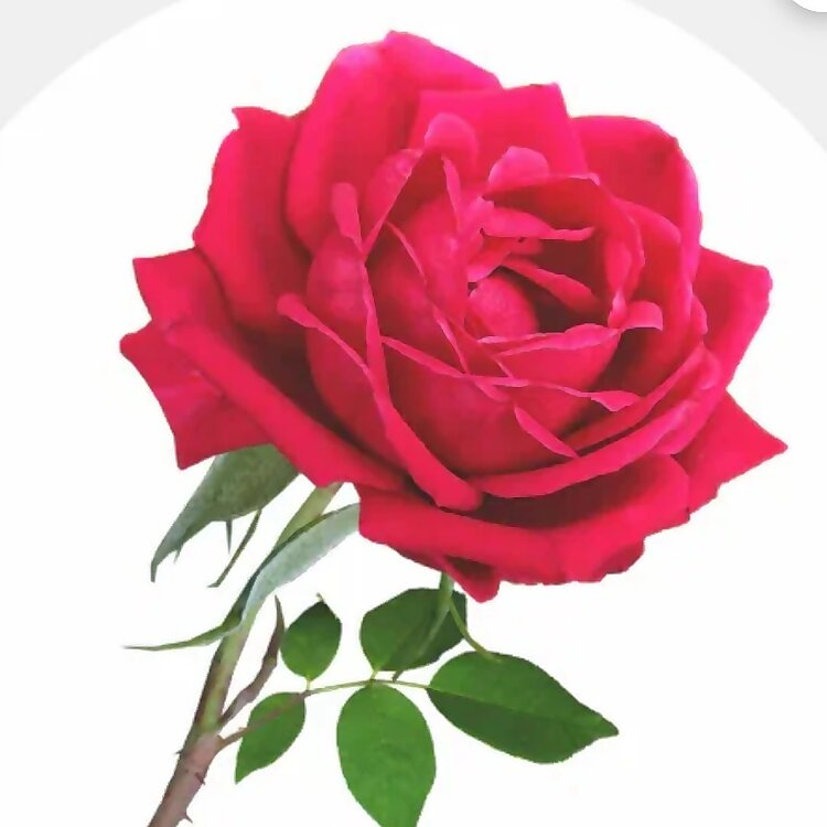 Autumn Rose