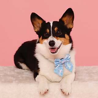 Tato the Corgi