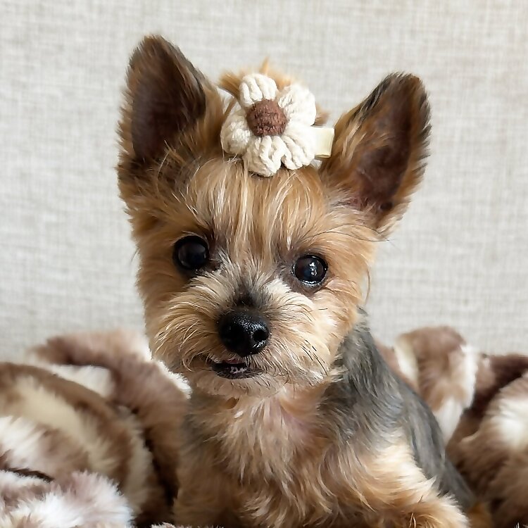 Sophie The Yorkie