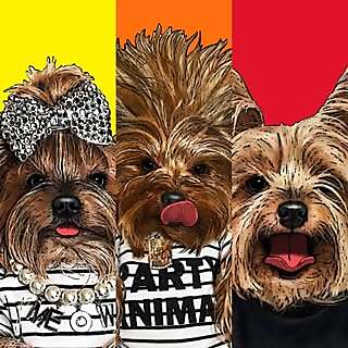 Michcant Pups