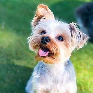 Dex The Yorkie
