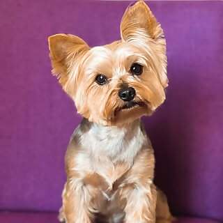 Tommy The Yorkie