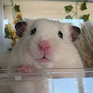 Milkshake The Hamster